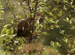 New Zealand Fernbird