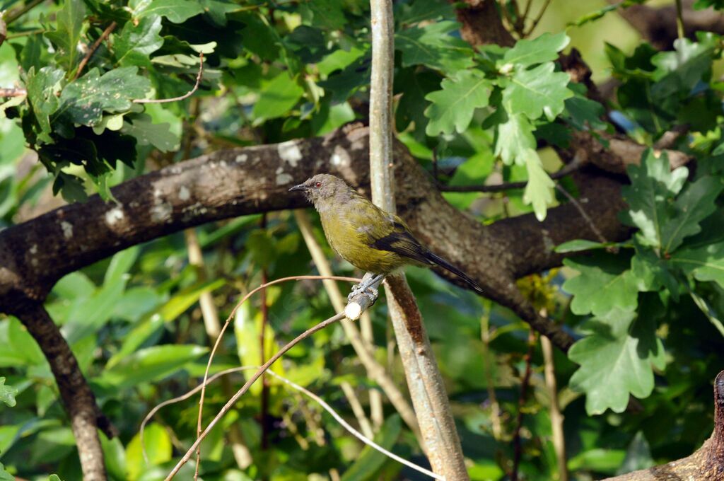 New Zealand Bellbird