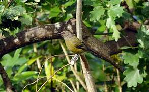 New Zealand Bellbird