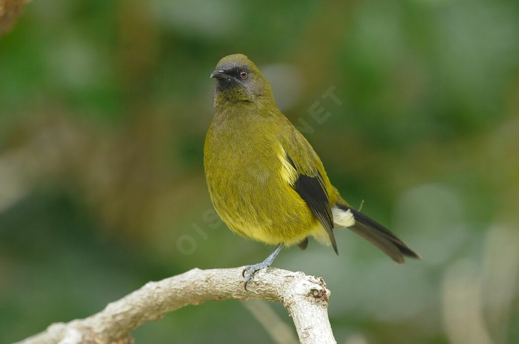 New Zealand Bellbird