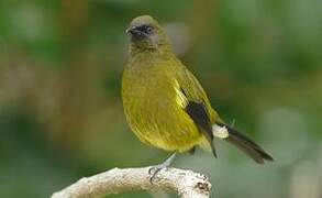 New Zealand Bellbird