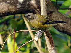 New Zealand Bellbird