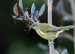 New Zealand Bellbird