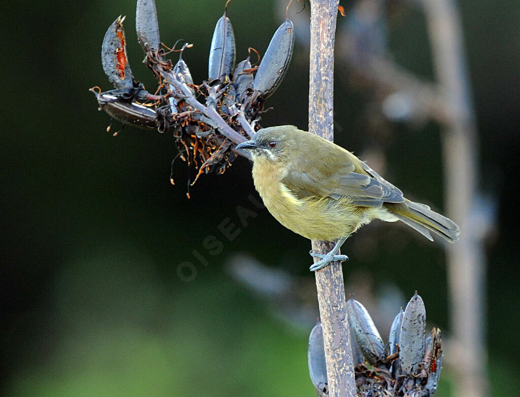 New Zealand Bellbird