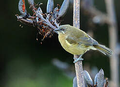 New Zealand Bellbird