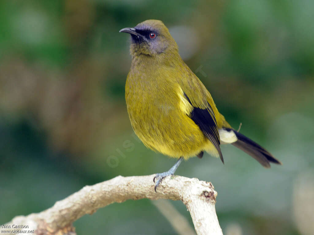 New Zealand Bellbirdadult, identification