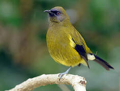 New Zealand Bellbird