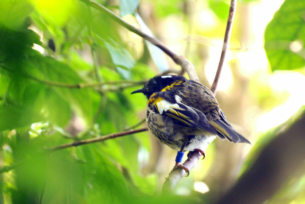 Stitchbird male adult