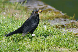 Common Blackbird