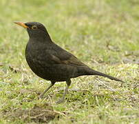 Common Blackbird