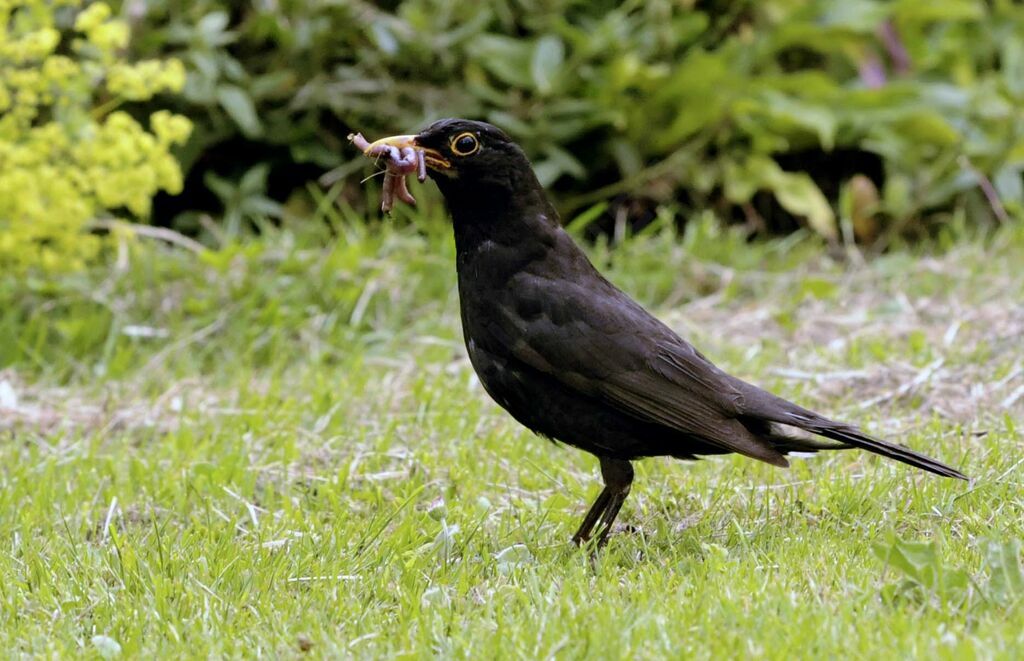 Common Blackbird male adult breeding