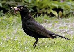 Common Blackbird