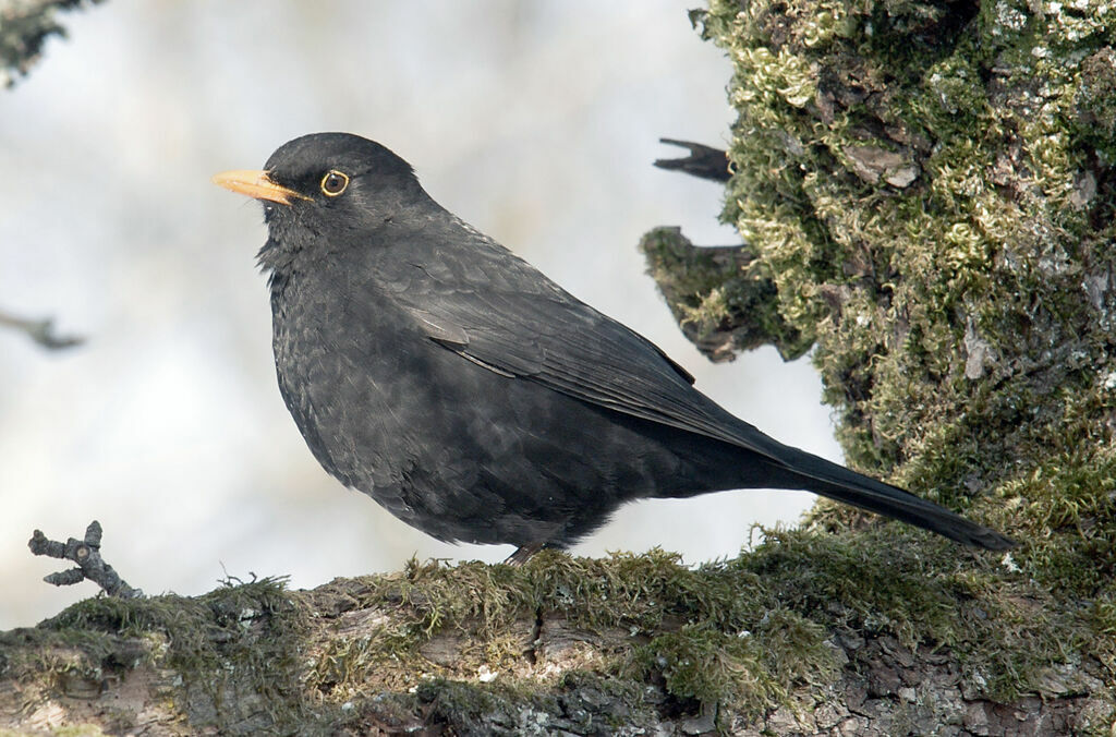 Common Blackbird