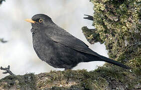 Common Blackbird