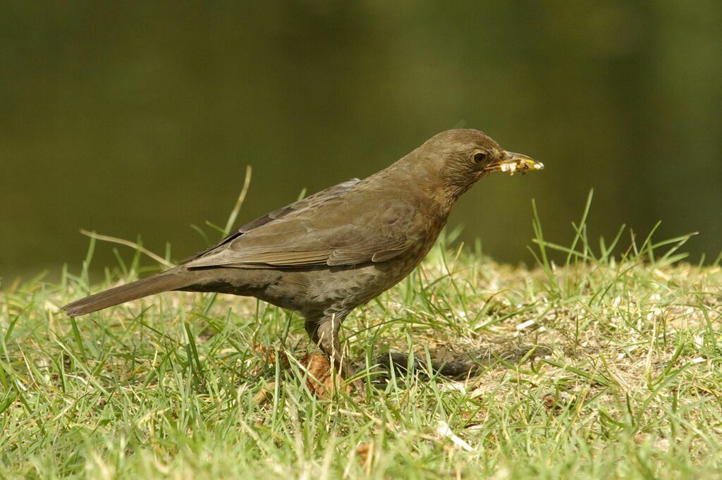 Common Blackbird female adult breeding, Reproduction-nesting