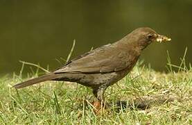 Common Blackbird