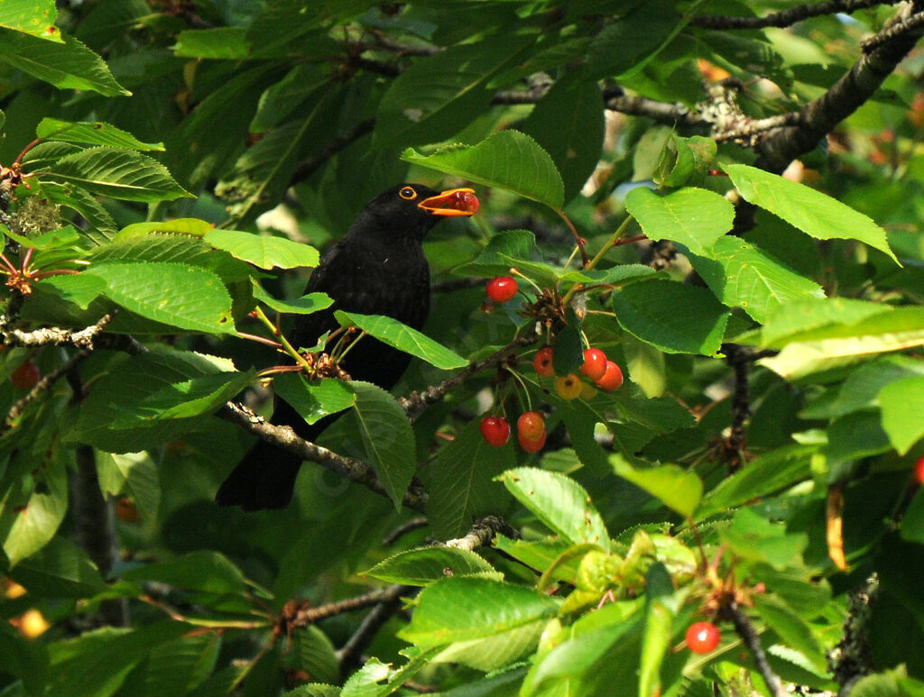 Common Blackbird male adult breeding