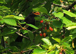 Common Blackbird