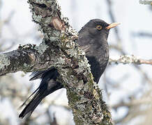 Common Blackbird