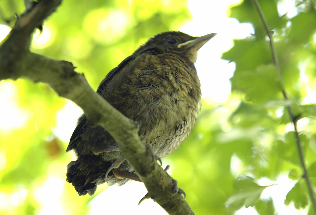 Common Blackbirdjuvenile