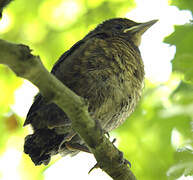 Common Blackbird