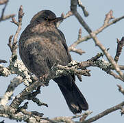 Common Blackbird