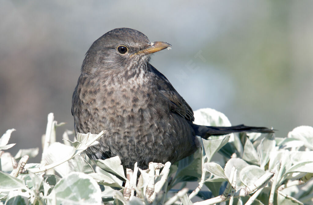 Common Blackbird