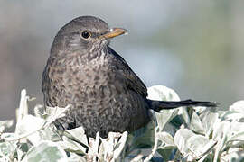 Common Blackbird