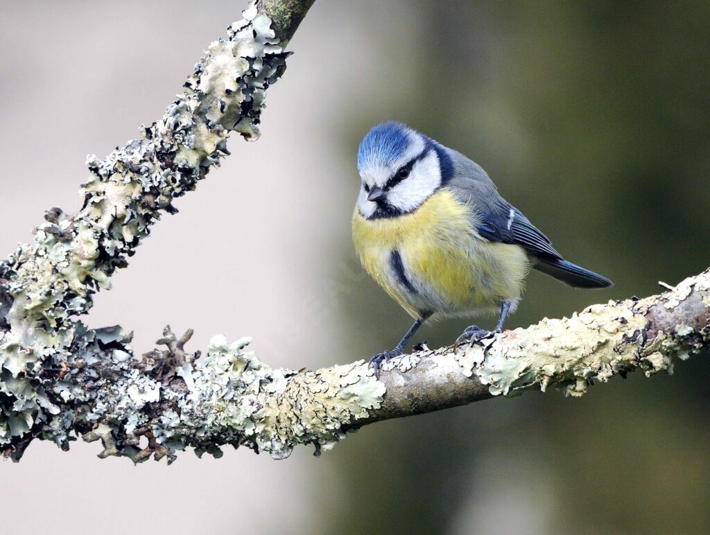 Eurasian Blue Tit