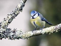 Mésange bleue