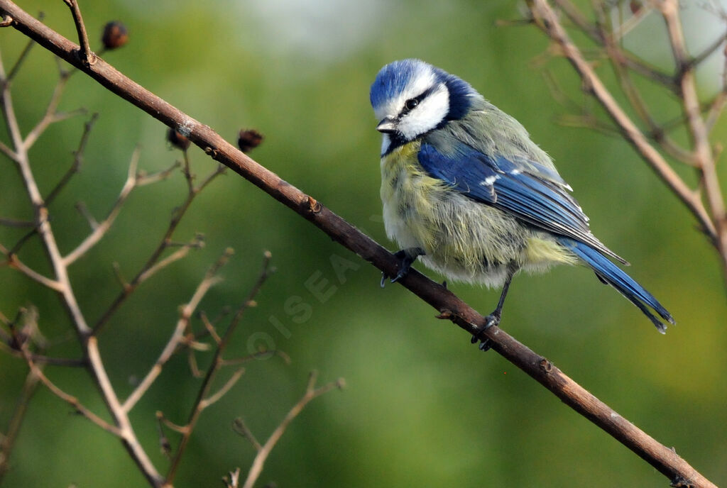 Eurasian Blue Tit