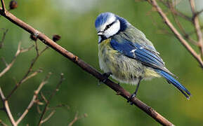 Mésange bleue