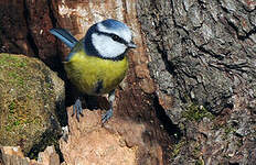 Mésange bleue