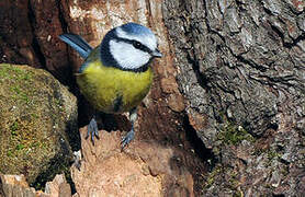 Eurasian Blue Tit