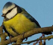 Mésange bleue