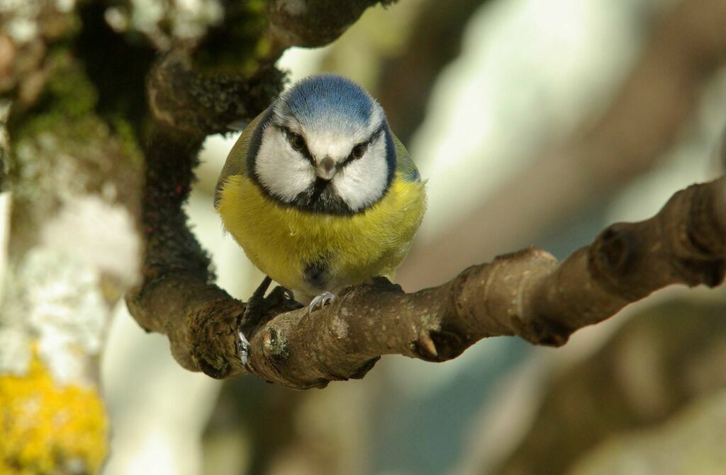 Eurasian Blue Titadult post breeding