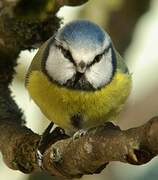 Eurasian Blue Tit