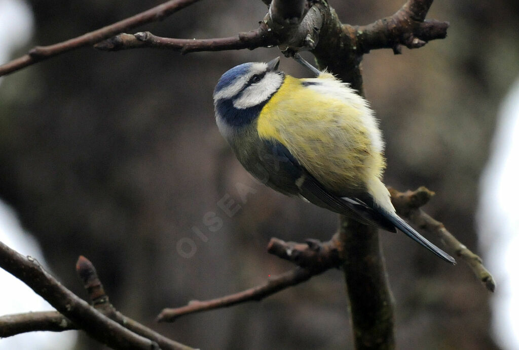 Eurasian Blue Tit