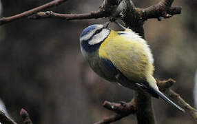 Mésange bleue