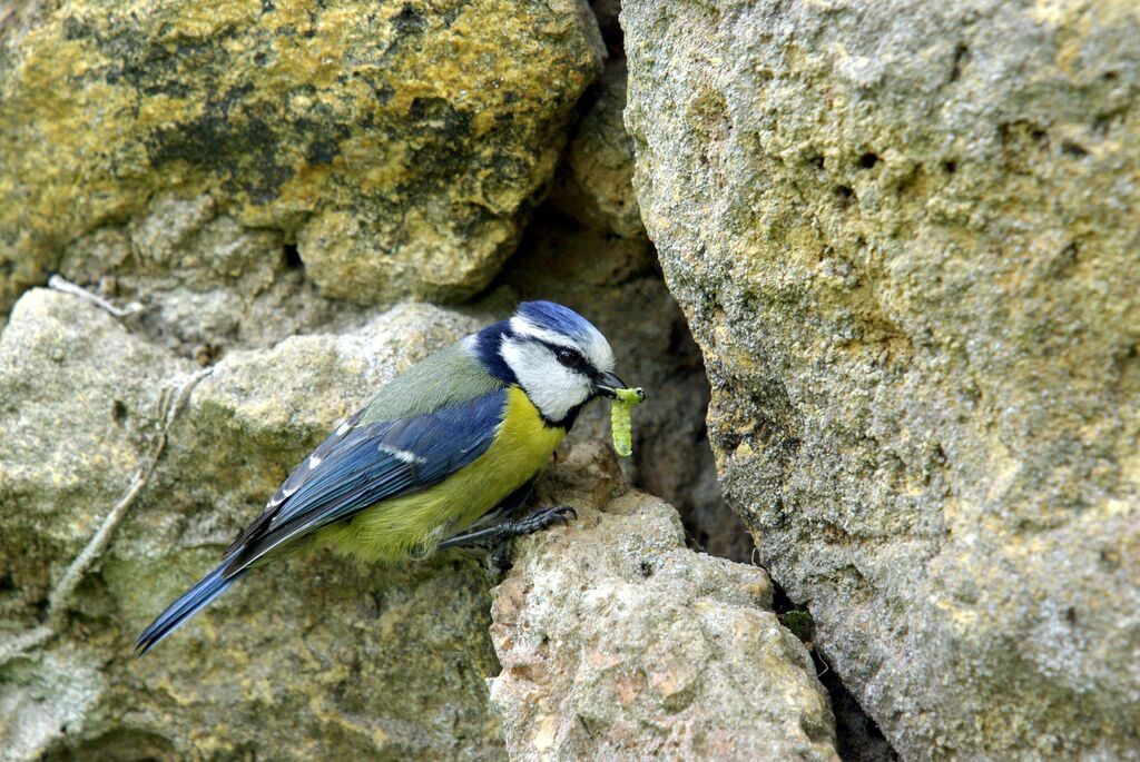 Eurasian Blue Tit