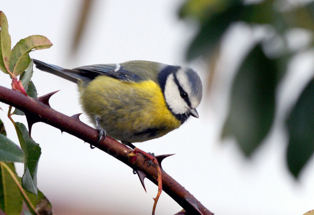 Mésange bleue