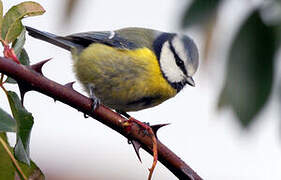 Eurasian Blue Tit