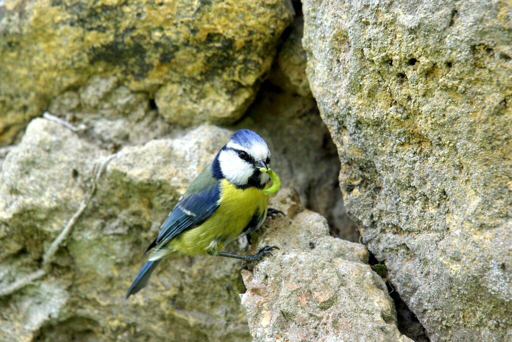 Eurasian Blue Titadult breeding