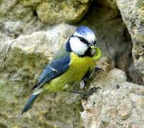 Eurasian Blue Tit