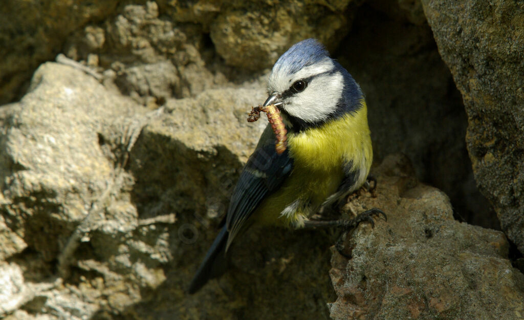 Mésange bleueadulte nuptial