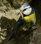 Mésange bleue