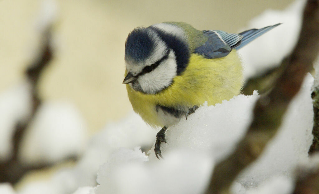 Mésange bleue