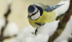 Eurasian Blue Tit