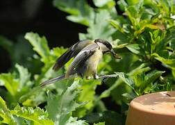 Mésange charbonnière