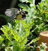 Great Tit